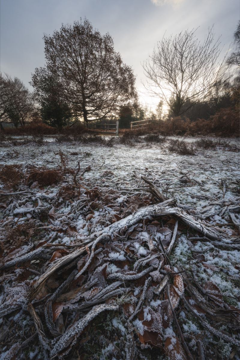 Bratley View, The New Forest